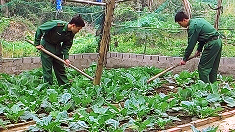 Các chiến sĩ Trạm Biên phòng Hạ Mai tích cực tăng gia sản xuất đảm bảo rau xanh tại chỗ.