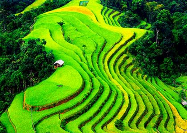 Ruộng bậc thang Việt Nam là một trong top 10 cảnh đẹp thế giới ...