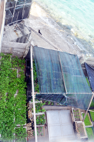 Vườn rau trên đảo Tiên Nữ nhìn từ cao xuống thật đẹp bởi sự  “phối màu” của các sắc xanh trên biển.