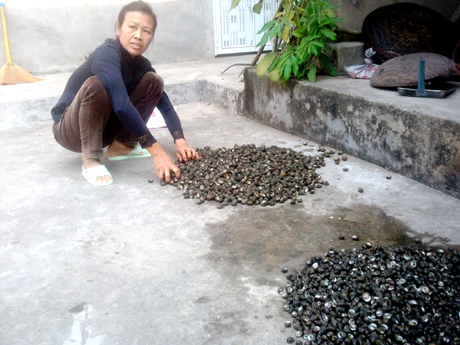 Sản phẩm ốc nuôi của gia đình chị Nguyễn Thị Phượng (thôn Bình Minh, xã Ngọc Vừng).