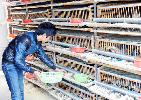 Mô hình nuôi gà đẻ trứng của hộ gia đình anh Nguyễn Duy Diễn, phường Tân An đã tạo được thương hiệu trên thị trường, cho hiệu quả kinh tế cao.