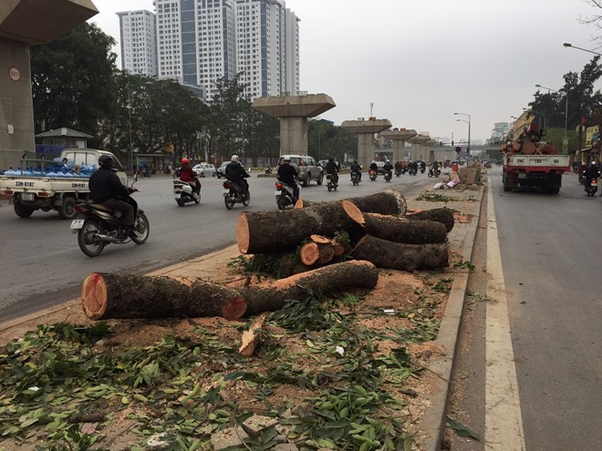  Theo Thanh tra Chính phủ, việc chặt cây xanh Hà Nội có dấu hiệu vi phạm Luật Thủ đô.