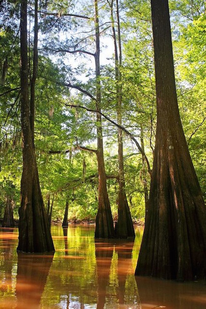 Do đa dạng địa hình, đầm lầy Atchafalaya (Louisiana, Mỹ) là nơi lý tưởng tổ chức nhiều hoạt động du lịch thú vị như băng rừng khám phá thế giới động vật hoang dã bằng thuyền, tàu hay bộ hành, hoặc thể ngồi máy bay quan sát toàn bộ khu đầm lầy từ trên cao.