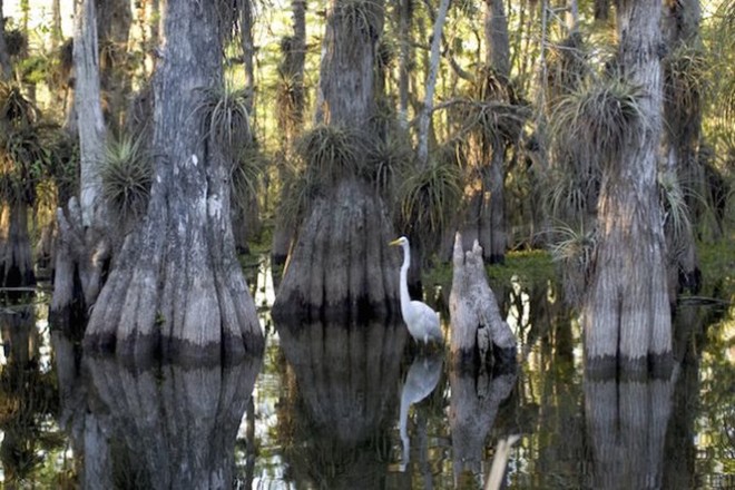 Là kho báu thiên nhiên vùng Nam Florida, đầm lầy Everglades là vùng cận nhiệt đới lớn nhất còn sót lại ở Mỹ. Quan sát đầm lầy này từ trên cao, du khách không khỏi bỡ ngỡ trước vẻ đẹp tuyệt sắc của “bức khảm” xanh lá khổng lồ phía dưới, thêm vào đó là sự mát lành, xanh trong của những dòng kênh uốn mình bên các đầm phá.