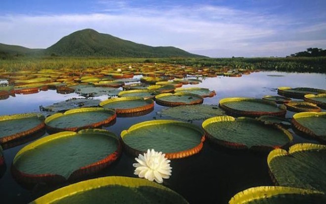 Nằm phía nam lưu vực sông Amazon, phía đông dãy Andes, với vị trí địa lý đặc biệt, đầm nước ngọt lớn nhất thế giới Pantanal, Brazil là ngôi nhà lý tưởng các loài động thực vật, đồng thời là điểm đến lý tưởng cho những du khách yêu nhiếp ảnh.  Pantanal có hệ động thực vật phong phú, môi trường sống khá nguyên sơ. Do vậy, khu đầm lầy này được cho là khu sinh thái tuyệt vời nhất trong 200 khu vực sinh thái toàn cầu mà WFF đang bảo tồn.