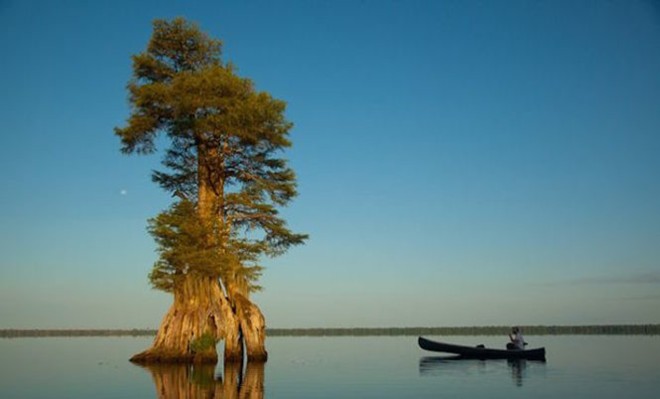 Great Dismal Swamp là khu đầm lầy tự nhiên nằm trên vùng đồng bằng ven biển đông nam của tiểu bang Virginia và Bắc Carolina, đồng thời là khu vực hoang dã rộng lớn cuối cùng còn sót lại ở miền Đông nước Mỹ.