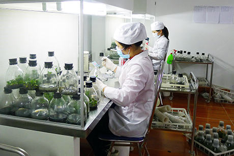 Sản xuất giống hoa lan tại phòng thí nghiệm bằng phương pháp cấy mô của Công ty CP Đầu tư Agri-Tech.