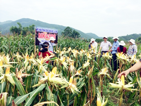 Mô hình trình diễn giống ngô lai đơn NK4300 do Trung tâm Khuyến nông - Khuyến ngư tỉnh triển khai tại huyện Bình Liêu.