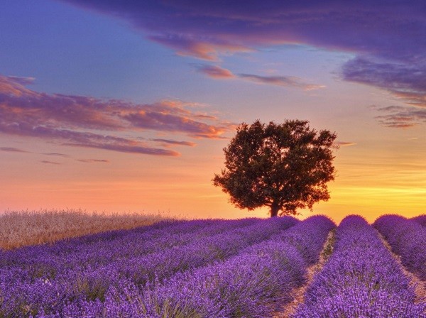Cánh đồng hoa oải hương ở Provence, Pháp.