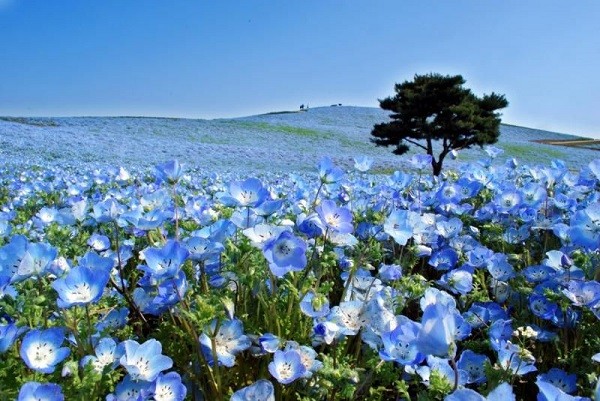 Choáng ngợp với những cánh đồng hoa đẹp nhất thế giới - Báo Quảng ...