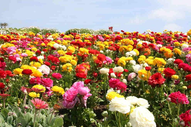 Cánh đồng hoa mao lương rực rỡ ở Carlsbad, California, Mỹ, nở rộ từ tháng 3 đến tháng 5.