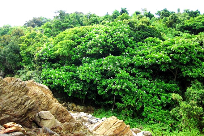 Trên đảo có một hệ thống sinh thái đa dạng, mang đến cho du khách một bầu không khí trong lành cùng cảnh quan xanh mát. Ảnh: Facebook Đảo Ngọc Minh Châu.