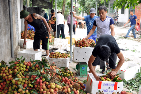 Vải chín sớm Phương Nam vào mùa