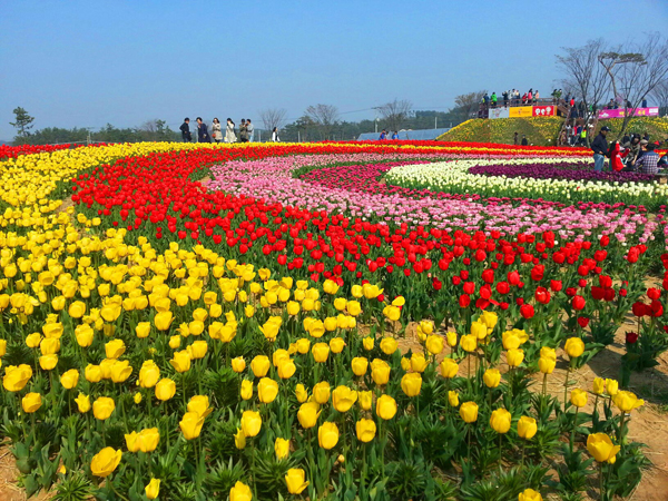 Nằm ở tỉnh Chungnam, vườn hoa tulip ở Taean là một trong những vườn hoa rộng lớn và đẹp. Vườn hoa tulip ở Taean là một sự thay thế xứng đáng cho những ai không muốn bỏ tiền để vào công viên giải trí Everland.