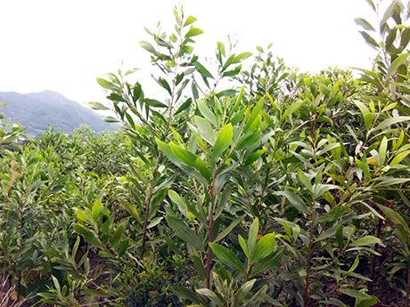 Tại một số diện tích của Công ty Lâm nghiệp Bình Liêu bị lấn chiếm, mật độ cây trồng dày hơn bình thường do người dân trồng thêm cây vào.