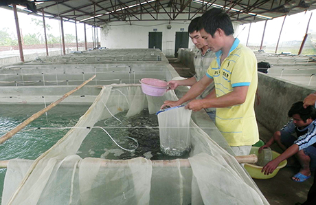 Sản xuất giống cá song tại Công ty CP Thuỷ sản Bắc Việt (Đầm Hà).