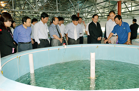 Các DN nước ngoài tham quan mô hình ươm giống tôm, cá song chấm của DN tư nhân Phương Anh (phường Hải Hoà).