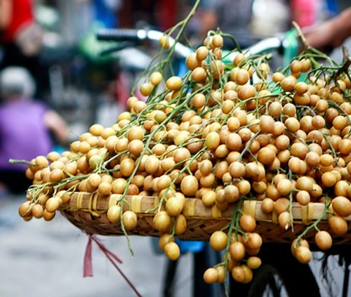 Những trái quất hồng bì vàng ươm có vị chua ngọt rất đặc biệt. 