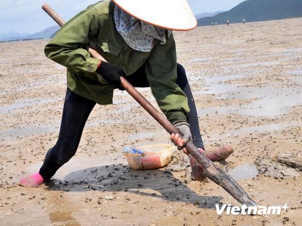 Đào bắt sá sùng ở Quan Lạn.jpg