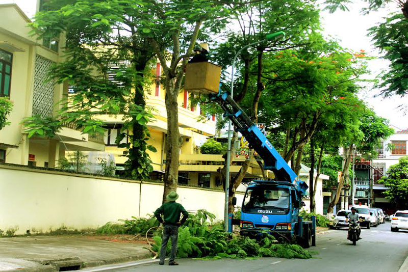 Công ty Môi trường đô thị Móng Cái cắt tỉa cây phòng chống bão.