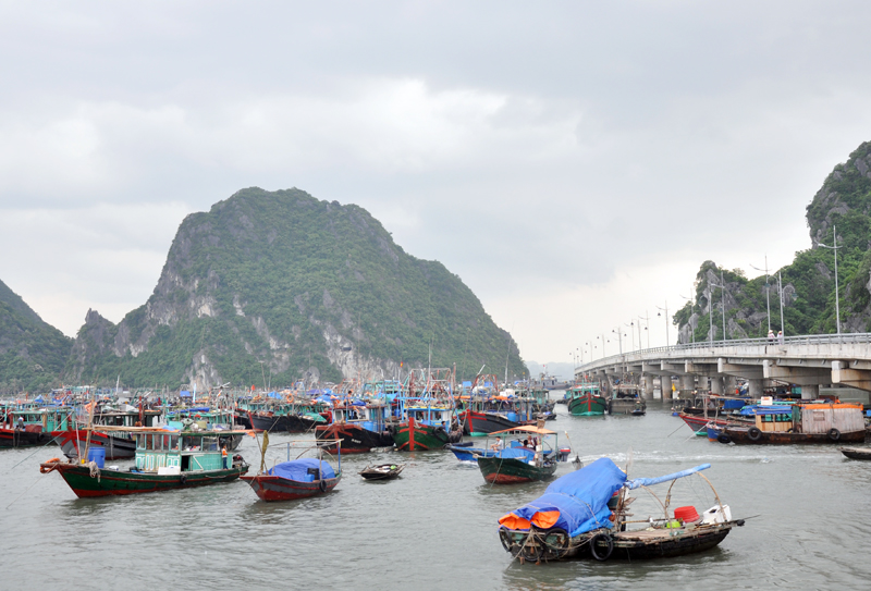 Tấp nập tàu về tránh bão.