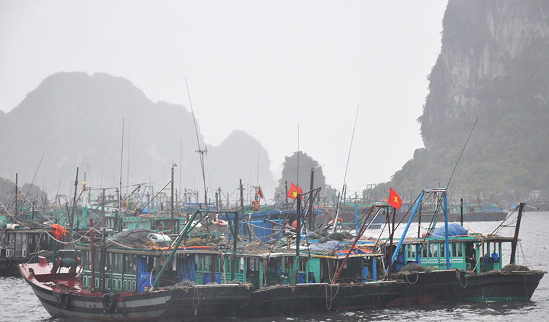 Tàu thuyền neo đậu tại khu vực Cảng cá phường Bạch Đằng vẫn đảm bảo an toàn.