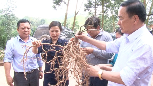 Ba Chẽ: Khai thác hiệu quả lợi thế để phát triển bền vững