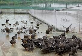 Nuôi vịt trời phải quây lưới.jpg