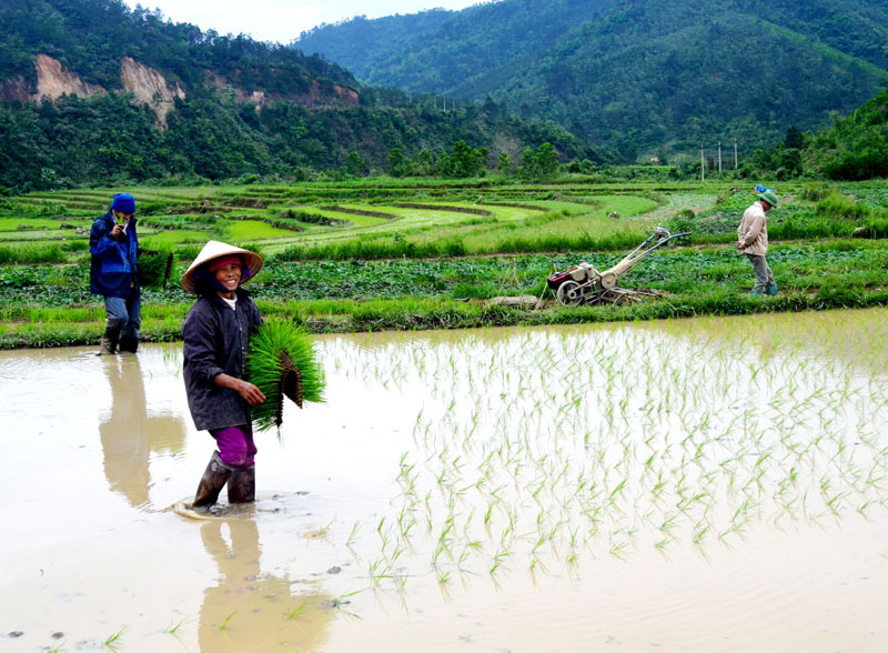 Cấy mạ ném giúp người dân thôn Pắc Liềng có thêm thời gian đầu tư phát triển các nghề khác.