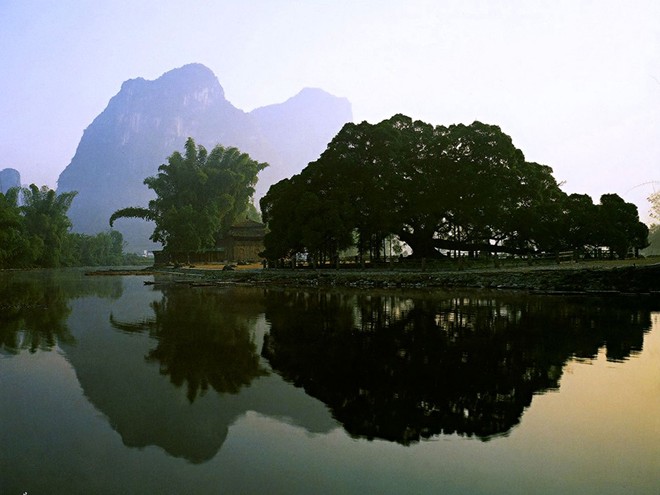 13. Cây đại bồ đề ước nguyện: Cây bồ đề có niên đại từ triều nhà Tùy này cao 17 m, diện tích bóng râm lên đến 1000 m2, từng xuất hiện trong bộ phim “Chị Ba Lưu” như là một nhân chứng cho tình yêu đẹp đẽ của 2 nhân vật chính. Kể từ đó, người dân địa phương tin rằng nếu những người độc thân chụp ảnh ở dưới gốc cây này thì sẽ tìm được tình yêu đích thực. Không ai biết tính chân thực của lời đồn này nhưng không thể phủ nhận đó là một trong những lý do thu hút rất nhiều du khách đến đây. Ảnh: Guilinfrank.