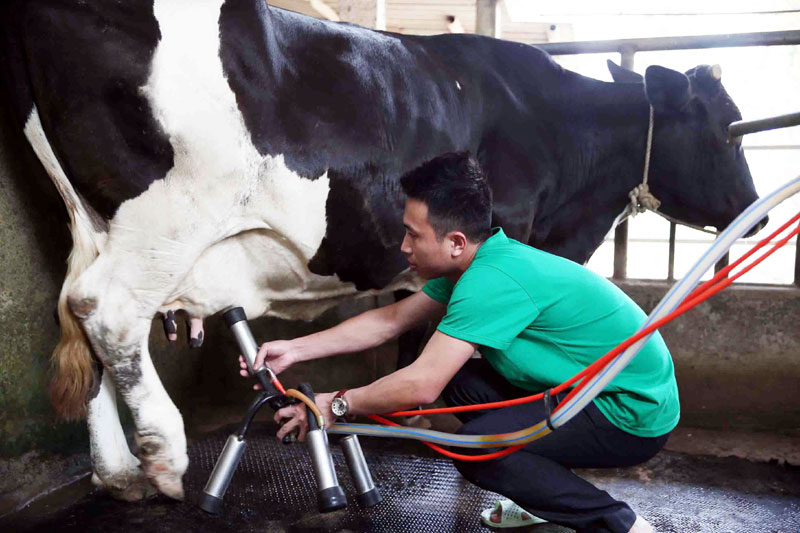 Sản phẩm sữa bò An Sinh ngày càng được nhiều người tiêu dùng ưa chuộng.