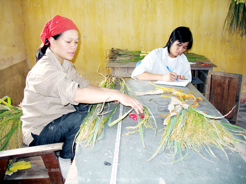 Cán bộ kỹ thuật Công ty CP Giống cây trồng Quảng Ninh phân tích, đánh giá chất lượng các giống lúa trồng khảo nghiệm.