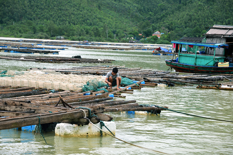 Nhiều hộ nuôi trồng thuỷ sản của huyện Vân Đồn bỗng chốc bị mất trắng, thiệt hại hàng trăm triệu đồng do trận mưa lụt lịch sử gây ra. Trong ảnh: Bè nuôi hầu của một hộ tan tác sau mưa lụt.