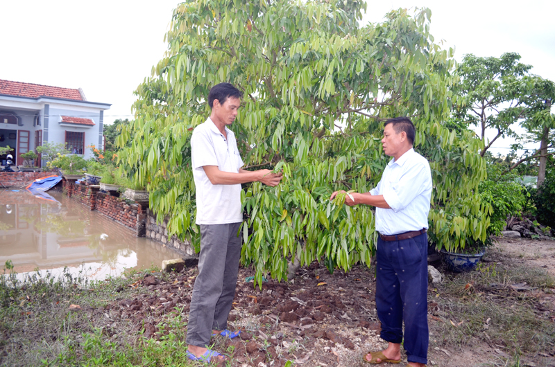 Ông Trần Văn Dương, Chủ tịch Hội Nông dân phường Phương Nam, TP Uông Bí (bên phải) trao đổi với người dân hướng phục hồi cho cây vải chín sớm sau úng lụt kéo dài.