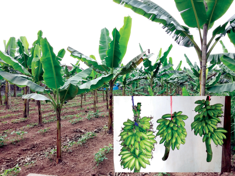 Chuối ngự - đặc sản của làng Đại Hoàng, tương truyền xưa chuyên dùng để tiến vua.
