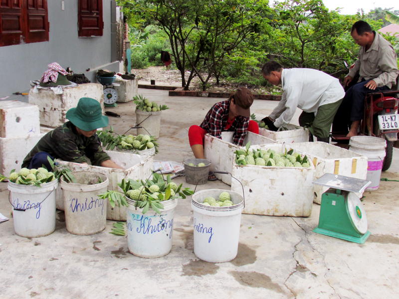 Người dân trồng na xã Việt Dân đóng na vào thùng để tiêu thụ.