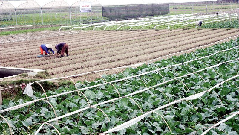 Kinh tế nông nghiệp: Bước chuyển quan trọng, theo hướng bền vững