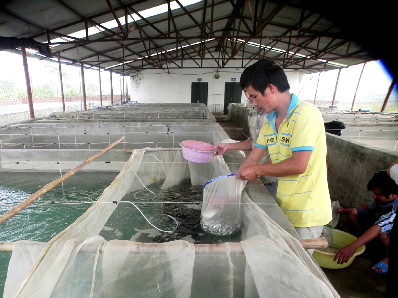 Sản xuất giống cá song chấm nâu tại Công ty CP Đầu tư và Phát triển thuỷ sản Bắc Việt (Đầm Hà).