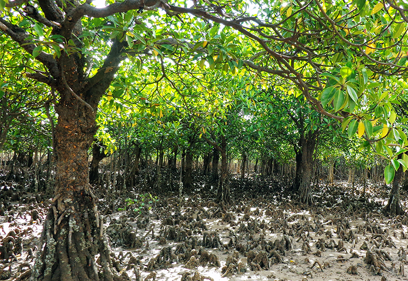 Nhiều cây rừng ngập mặn ở khu vực bãi triều thôn Hạ, xã Đồng Rui có thân to, tán rộng, tràn trề sức sống. Ảnh: Quốc Trưởng (CTV)