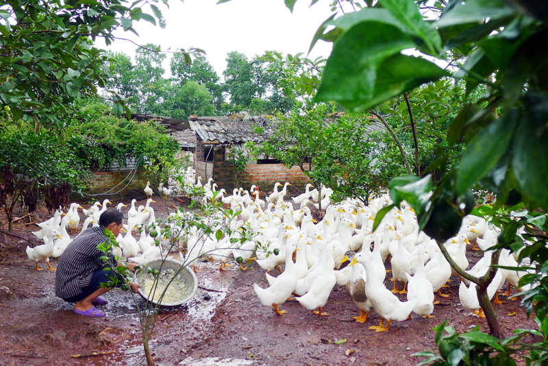 Từ nguồn vốn vay theo Nghị định 41 của Chính phủ, gia đình anh Trần Văn Đạt ở xã Cẩm Phả đã phát triển mô hình trang trại kết hợp có hiệu quả kinh tế.