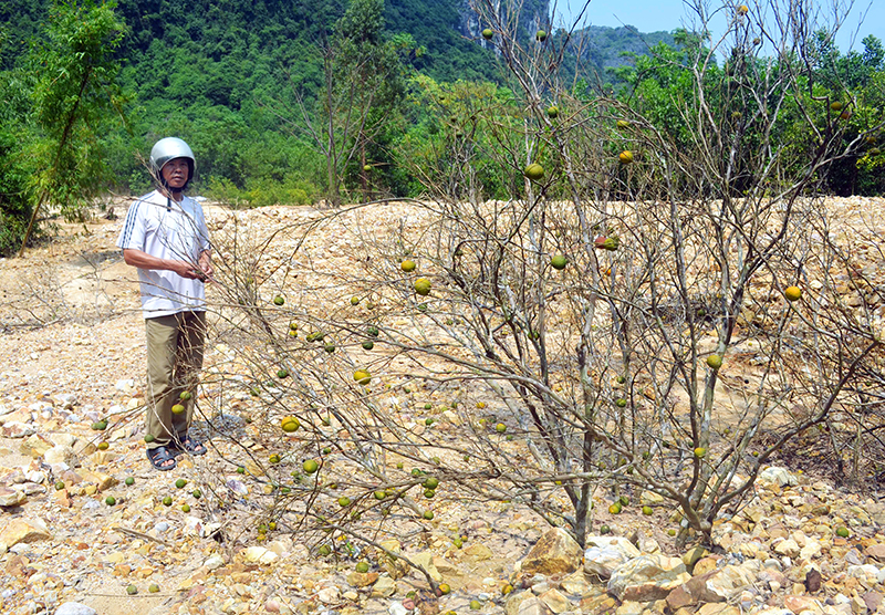 Anh Phạm Văn Hoài, thôn Bản Sen (xã Bản Sen) đang nghĩ cách khôi phục vườn cam 1,5ha của gia đình bị hư hỏng vì đợt mưa lũ vừa qua.