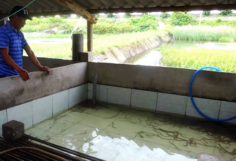 Nuôi lươn không bùn trong bể xi măng dày đặc, bắt bán toàn con to, nông dân Phú Yên giàu lên