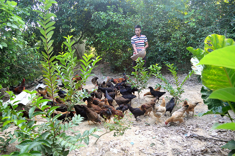Anh Vũ Văn Thắng hiện duy trì đàn nuôi khoảng 200 con gà đồi Đồng Tiến.