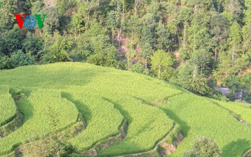 Ruộng bậc thang ở xã Túng Sán, huyện Hoàng Su Phì, Hà Giang.