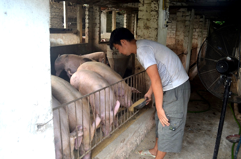 Nhân dân Hiệp Hoà thi đua phát triển các mô hình chăn nuôi (ảnh chụp tại trang trại tổng hợp của anh Đinh Công Tiếp, thôn 13, xã Hiệp Hoà, TX Quảng Yên).