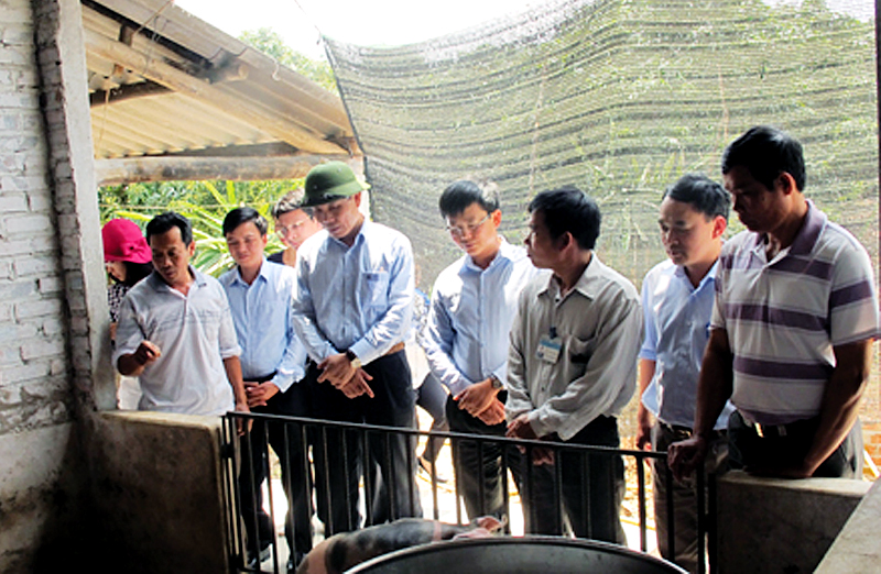Đoàn công tác Ban Tuyên giáo Tỉnh uỷ thăm mô hình nuôi lợn của hộ gia đình ông Lê Văn Biển, xã Dực Yên, huyện Đầm Hà. Ảnh: Đức Bát (CTV)