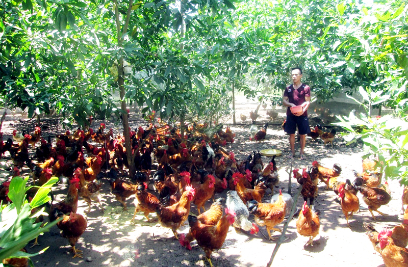 Mô hình chăn nuôi gà thương phẩm của gia đình ông Nguyễn Văn Quyết cho thu nhập hàng chục triệu đồng mỗi tháng.