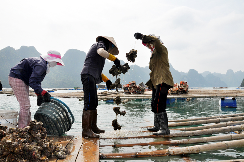 Sau trận mưa lụt lịch sử, giờ đây người dân Bản Sen đã ổn định cuộc sống, yên tâm sản xuất.