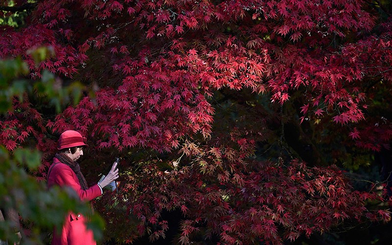   Du khách thích thú ghi lại hình ảnh mùa thu tại Westonbirt Arboretum.