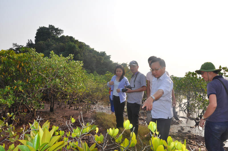 Đoàn khảo sát rừng ngập mặn, xã Đồng Rui, Tiên Yên.